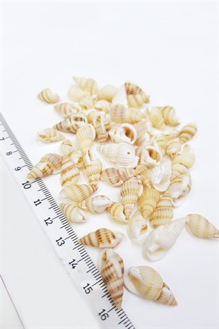 Cream Shell Greyhound Beads