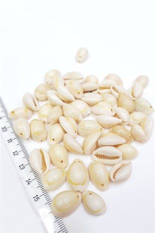 Cream Perforated Greyhound Bead Shell