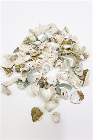 Mixed Pattern Oyster Seashell