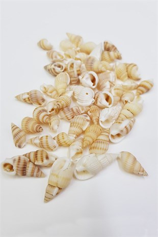 Cream Shell Greyhound Beads