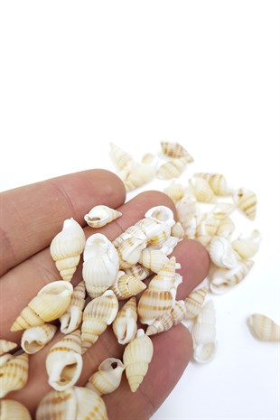 Cream Shell Greyhound Beads