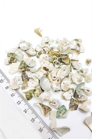 Mixed Pattern Oyster Seashell