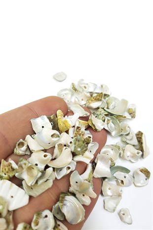 Mixed Pattern Oyster Seashell