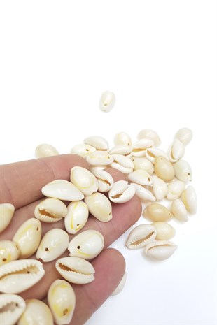 Cream Perforated Greyhound Bead Shell