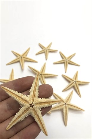Starfish 7 cm