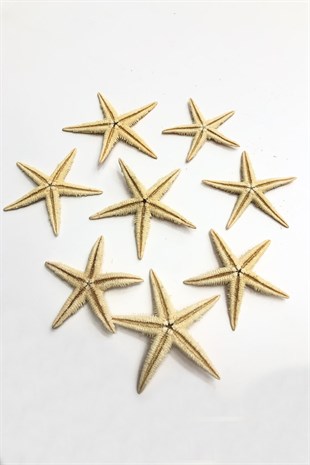 Starfish 7 cm