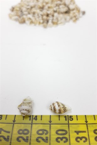 Coffee Cream Oyster Seashell