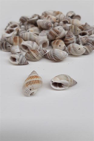 Brown Oyster Shell
