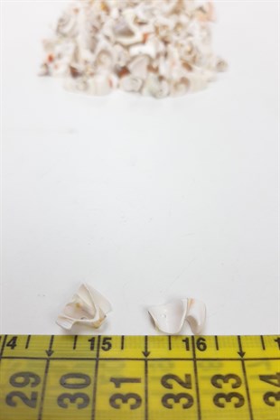 Perforated Sea Shell with Coffee