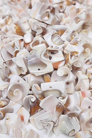 Perforated Sea Shell with Coffee