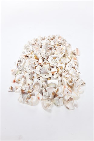 Perforated Sea Shell with Coffee