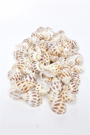 Coffee Oyster Pattern Sea Shell