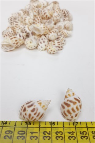 Coffee Oyster Pattern Sea Shell