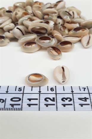 قذيفة بلح البحر القهوة