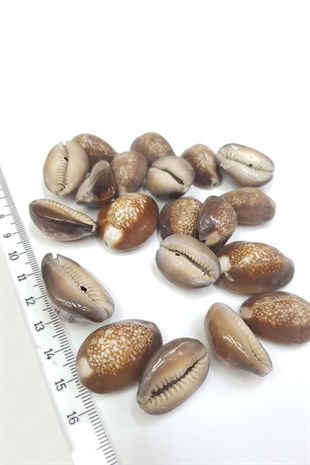Brown Shell Hound Beads
