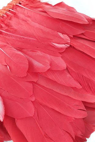 ريشة النسر الأحمر