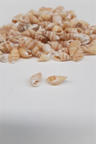 Cream Oyster Seashell