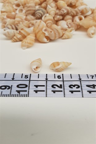 Cream Oyster Seashell