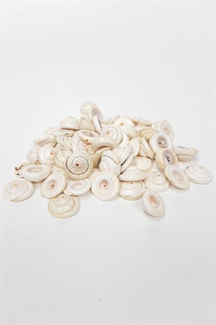 Cream Curled Sea Shell