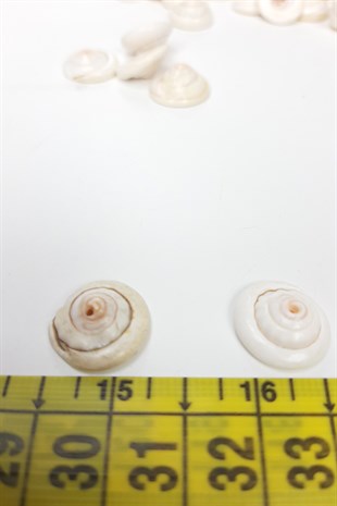 Cream Curled Sea Shell