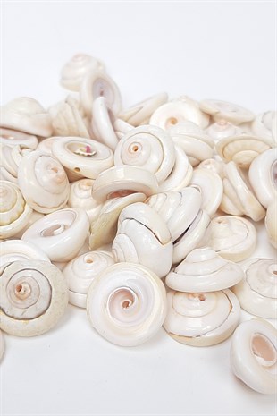 Cream Curled Sea Shell