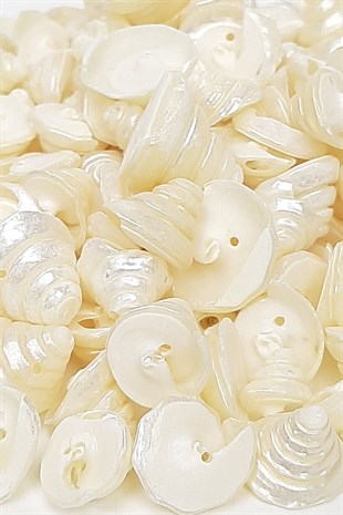 Cream Dome Pattern Sea Shell