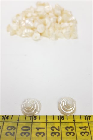 Cream Dome Pattern Sea Shell