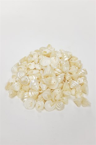 Cream Dome Pattern Sea Shell