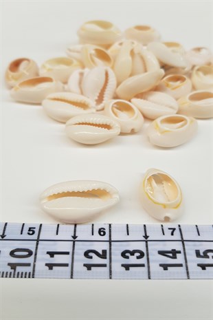 Cream Color Shell