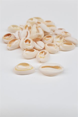 Cream Color Shell