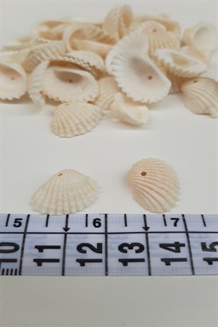 Cream Color Clam Shell