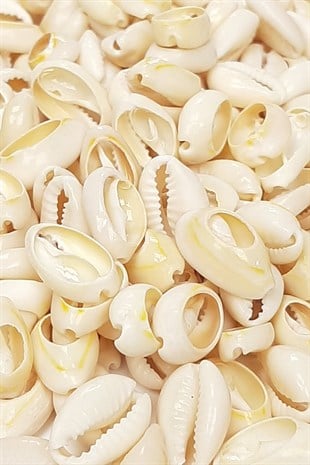 Cream Greyhound Bead Shell