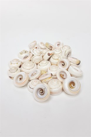 Creamy Curled Sea Shell