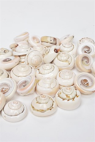 Creamy Curled Sea Shell