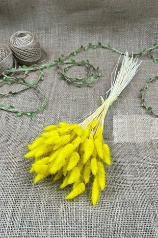 Cotton Grass Lagurus Natural Dried Flower