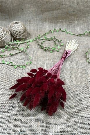 Cotton Grass Lagurus Natural Dried Flower