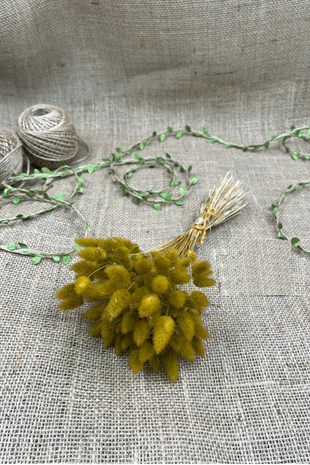 Cotton Grass Lagurus Natural Dried Flower