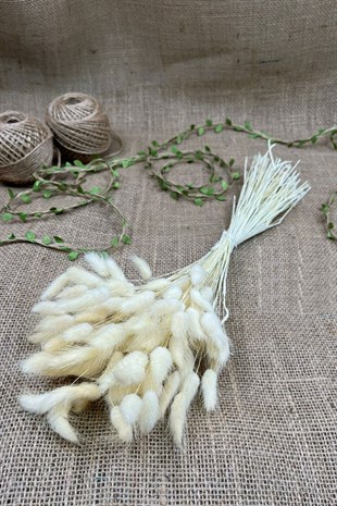 Cotton Grass Lagurus Natural Dried Flower