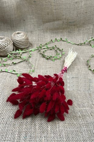 Cotton Grass Lagurus Natural Dried Flower