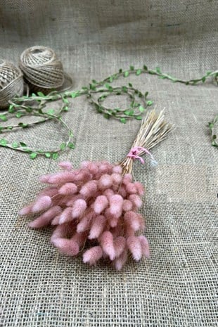 Cotton Grass Lagurus Natural Dried Flower