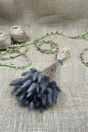 Cotton Grass Lagurus Natural Dried Flower