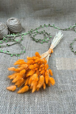 Cotton Grass Lagurus Natural Dried Flower