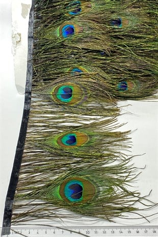 Tavuz Kuşu Tüyü 1 mt