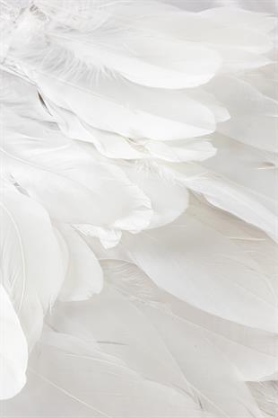 الجملة ريشة النسر الأبيض