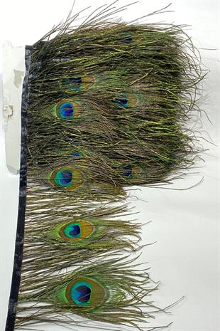 ريش طاووس بالجملة 1 متر