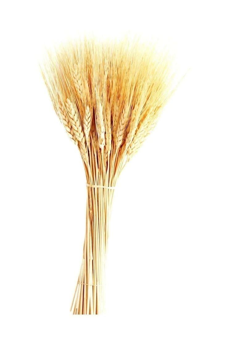 40 cm 1 Demet Natural Organizasyon Kuru Çiçek Doğal Başak Buğday Başağı
