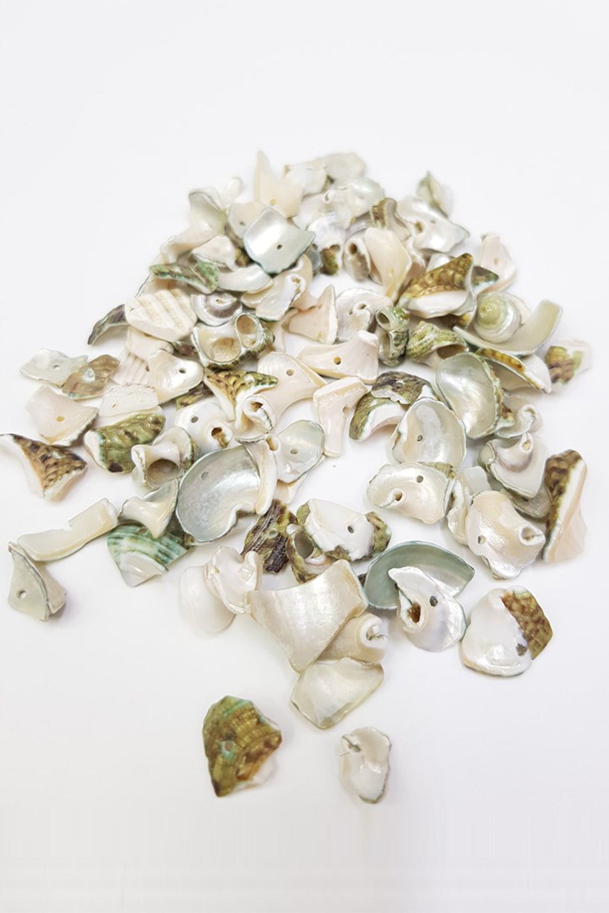 Mixed Pattern Oyster Seashell