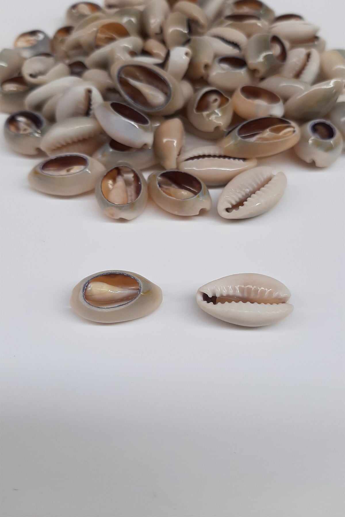 Kahveli Midye Deniz Kabuğu