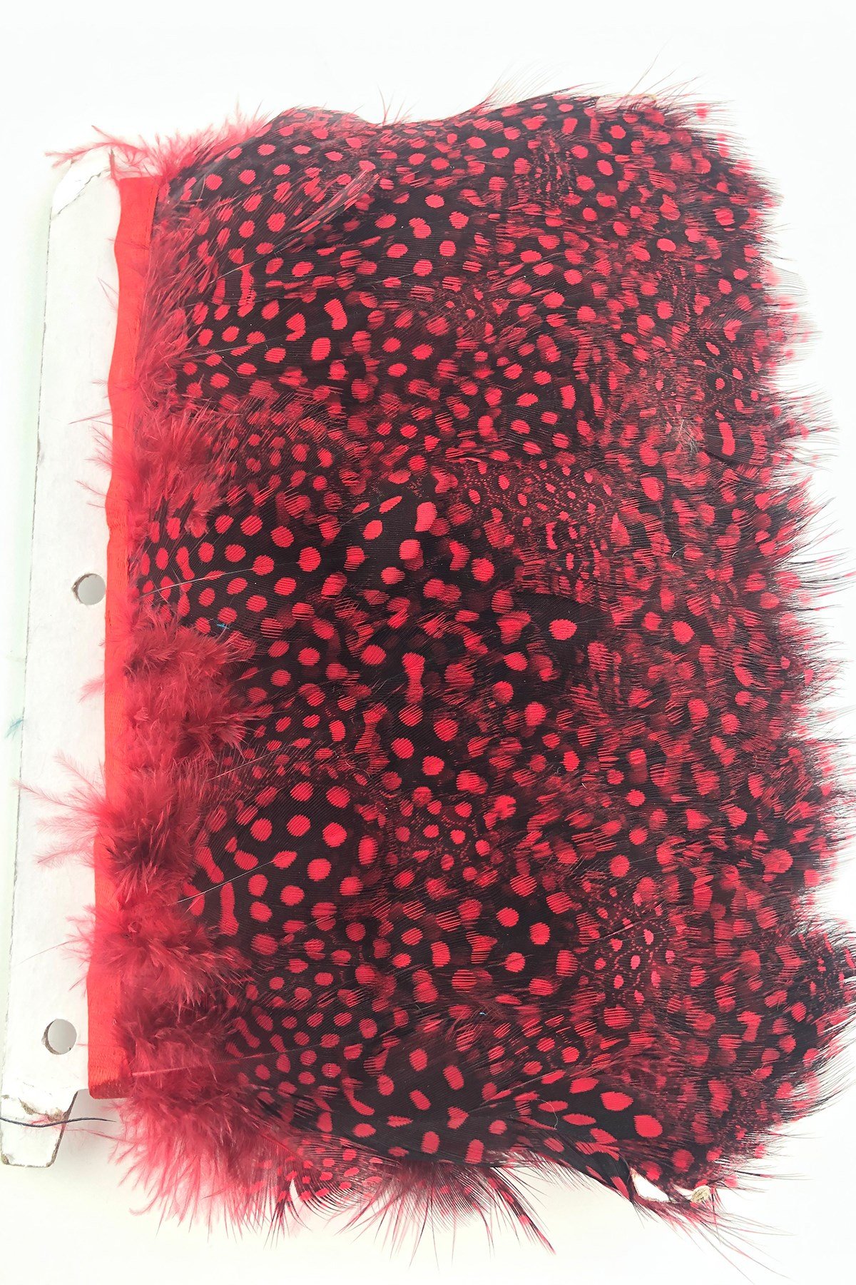 Red Pointed Guinea Chicken Feather