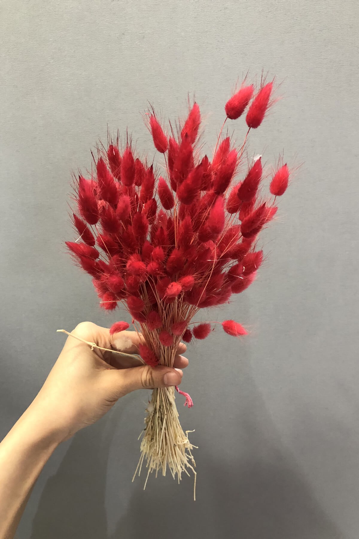 Kırmızı Pamuk Otu Kurutulmuş Çiçek | Hayalperest